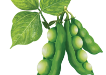 Sojaproteinpulver – et plantebaseret alternativ med power