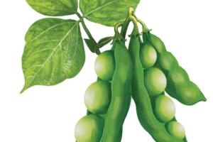 Sojaproteinpulver – et plantebaseret alternativ med power